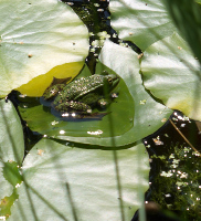Gelassen auf seinem Blatt: Der Frosch (c)2009 HJKiener